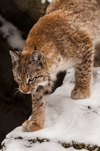 mooie lynx loopt in de sneeuw van boven naar beneden close-up van het gezicht en de poten