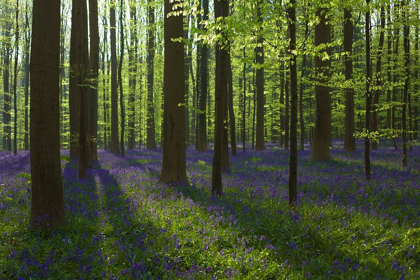 Hallerforest par Kneeke .com