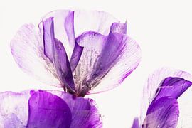 Phlox in ijs 1 van Marc Heiligenstein