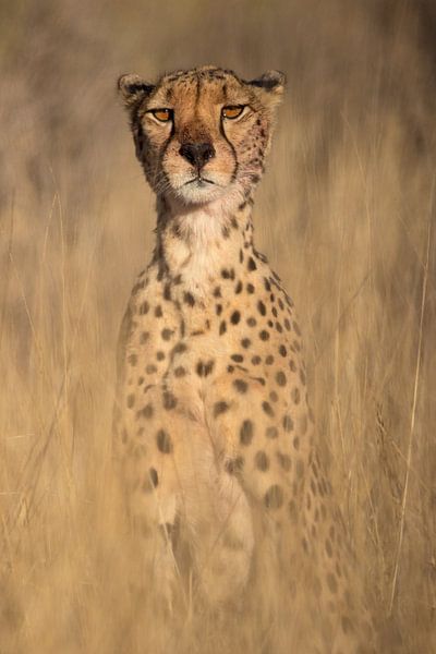 Op de uitkijk - Cheetah van Sharing Wildlife