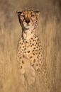 Op de uitkijk - Cheetah van Sharing Wildlife thumbnail