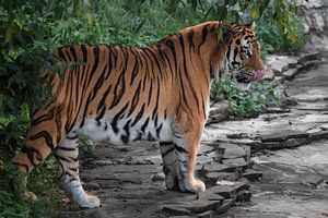 Ein Tiger kommt aus dem grünen Wald und leckt sich räuberisch die Lippen, der Amur-Tiger leuchtet in von Michael Semenov