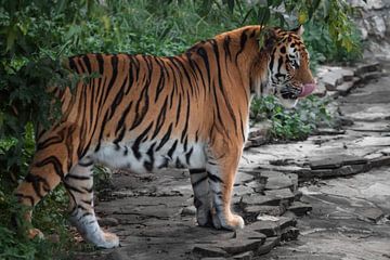 Een tijger komt uit het groene bos roofzuchtig likt zijn lippen, de Amur tijger felle kleuren groen  van Michael Semenov