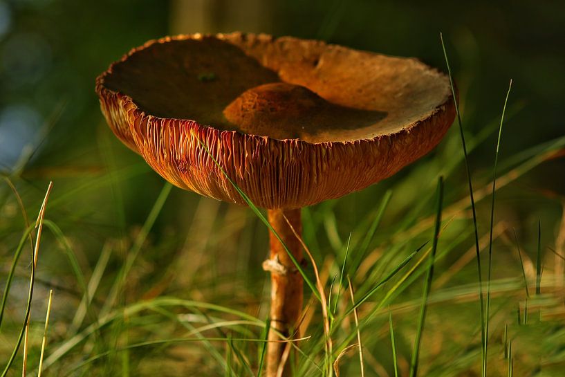 Le champignon solitaire. par Laura van Grinsven