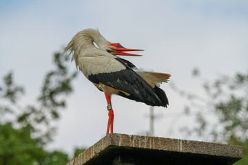Birds | Stork