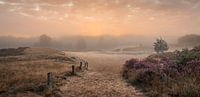 Nebelstimmung am Sommermorgen