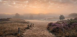 Ambiance brumeuse par un matin d'été sur Nils Steiner