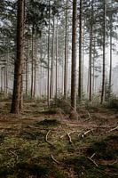 Veluwe Nebel