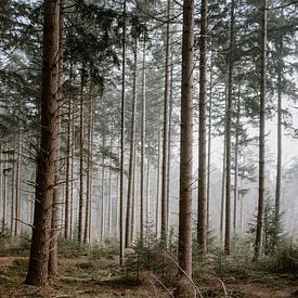De veluwse bossen met prachtige mist van Anouk Strijbos