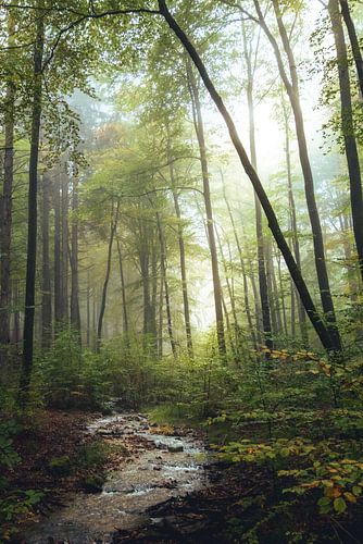 Der Fluss fließt durch einen nebligen, stimmungsvollen Wald