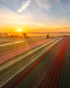 Sunrise at Schermerhorn - Tulip fields and Mill in Golden Light by Ewold Kooistra