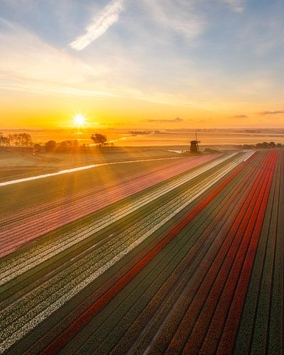 Lever de soleil au Schermerhorn - Champs de tulipes et moulin dans la lumière dorée