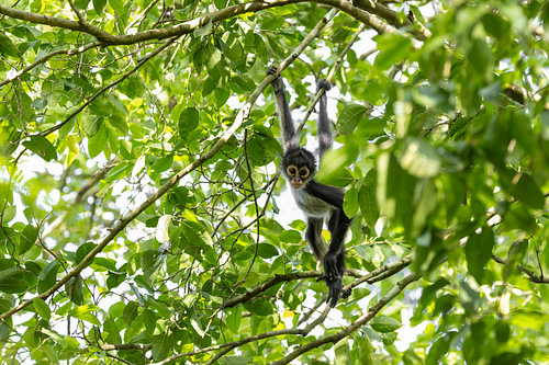 Singe-volant dans un décor botanique.