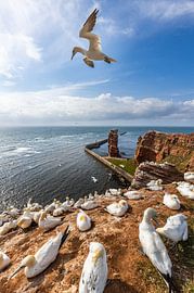 Fous de Bassan sur Helgoland