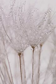 Ruhige Atmosphäre: Tröpfchen hängen am Flaum von Marjolijn van den Berg