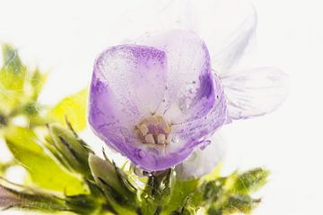 Roze flox in ijs 1 van Marc Heiligenstein