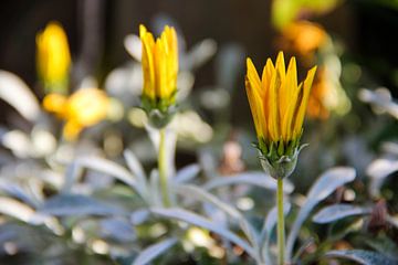 Yellow flowers van Selma Hamzic