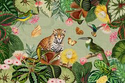 Animaux exotiques, oiseaux de la forêt tropicale humide