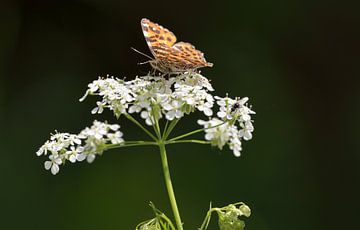 vlinder op fluitenkruid van Petra De Jonge