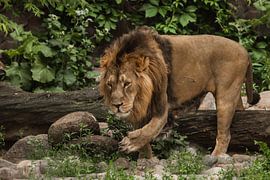 a powerful lion walks by Michael Semenov