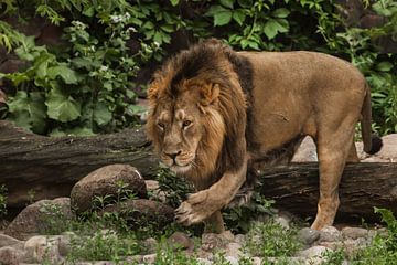 a powerful lion walks by Michael Semenov