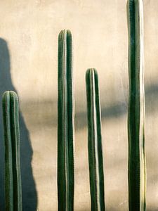 Cactus de Oaxaca