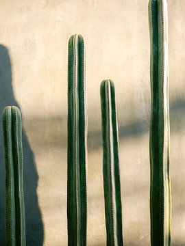 Oaxaca Cactus van Raisa Zwart Reisfotografie Prints