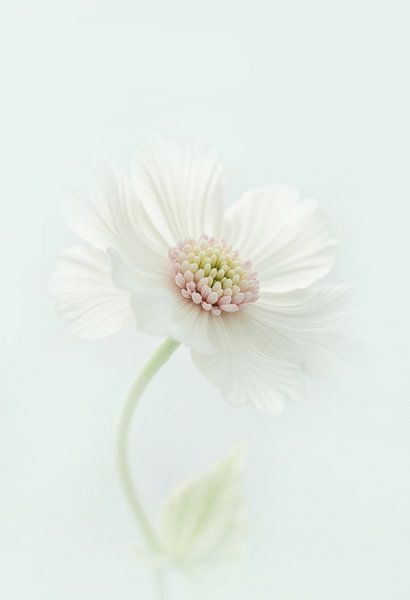 Soft Blossom. von AVC Art Studio