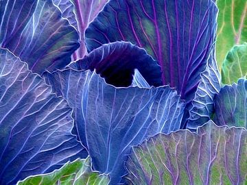 Blue Cabbage (Kool) van Caroline Lichthart