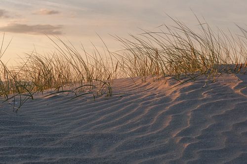Duinen