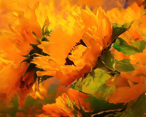 Tournesol sur Andreas Wemmje