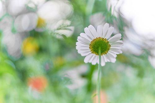 Gros plan d'une marguerite ordinaire sur fond de bokeh