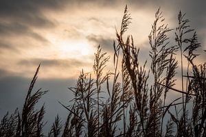 Riet 12,5 van Johan Vet