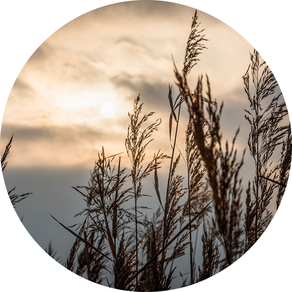 Riet 12,5 van Johan Vet