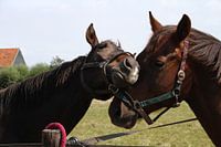 Horses in love