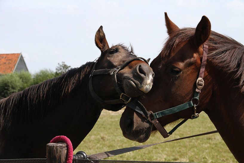 Horses in love von Abra van Vossen