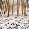 Verschneiter Wald mit Nadelbäumen, Winterlandschaft in Deutschland von Berit Kessler