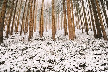 Verschneiter Wald mit Nadelbäumen, Winterlandschaft in Deutschland von Berit Kessler