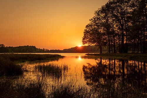 Sunset over a fen with trees