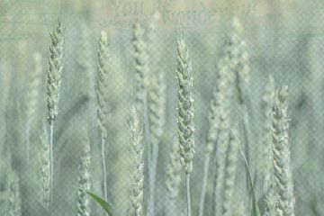 Wheat Field or Grain Field by Caroline Drijber