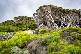 Shaped by Wind – Coastal Trees of Australia by Patrick Kilb