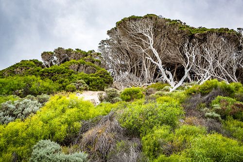 Vom Wind gezeichnet - Bäume an Australiens Küste