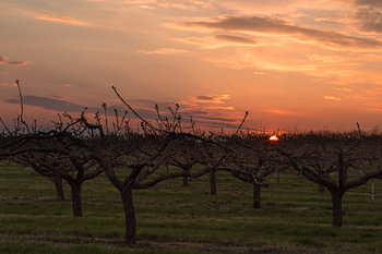 Obstbäume bei Sonnenuntergang