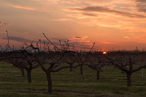 Fruitbomen bij zonsondergang
