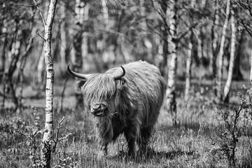 Grazende Schotse Hooglander in het bos! van Peter Haastrecht, van
