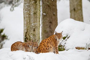 Lynxen in de sneeuw van Dirk Rüter