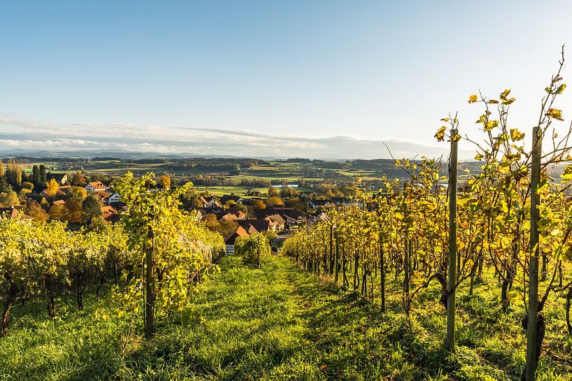 Vignoble dans la lumière du soir d'automne par Conny Pokorny