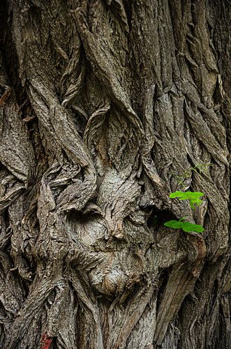 VISAGE D'ARBRE II