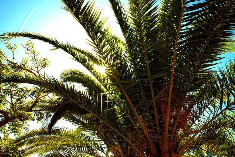 Uitzicht op palmen en groene bomen en bladeren met zonnestralen. van Edith van Aken