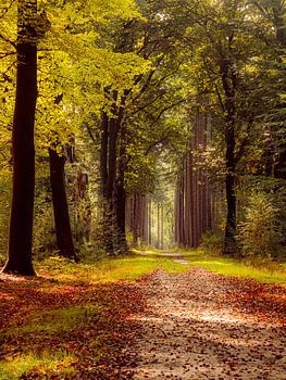 Indian summer on the Velhorst estate